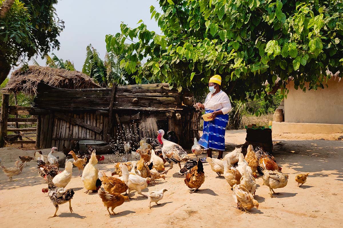 Frau Sithole aus Chipinge füttert ihre Hühner.