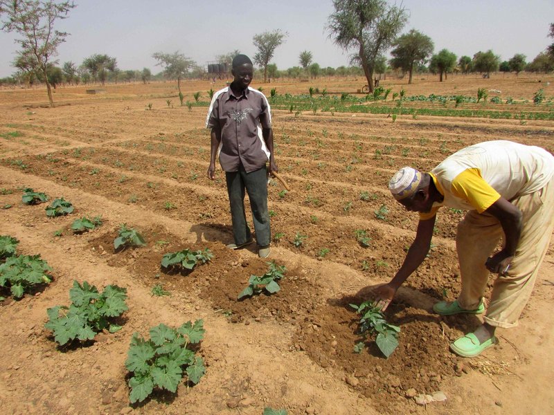 Nahrung anpflanzen in Burkina Faso