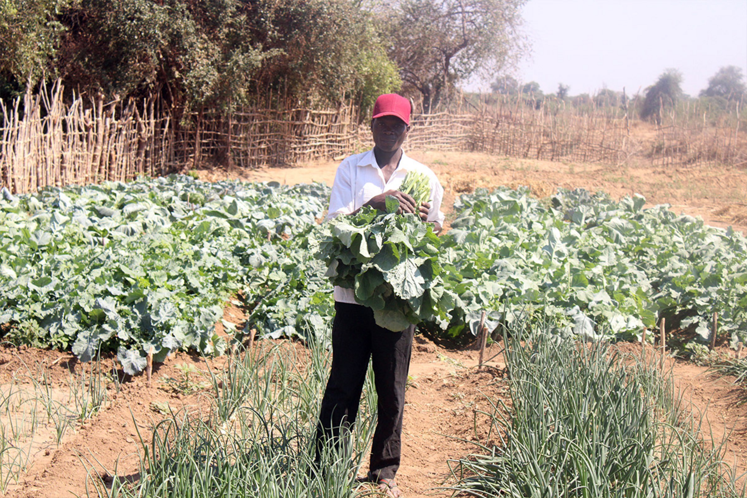 Spenden Simbabwe: Gemüsegarten