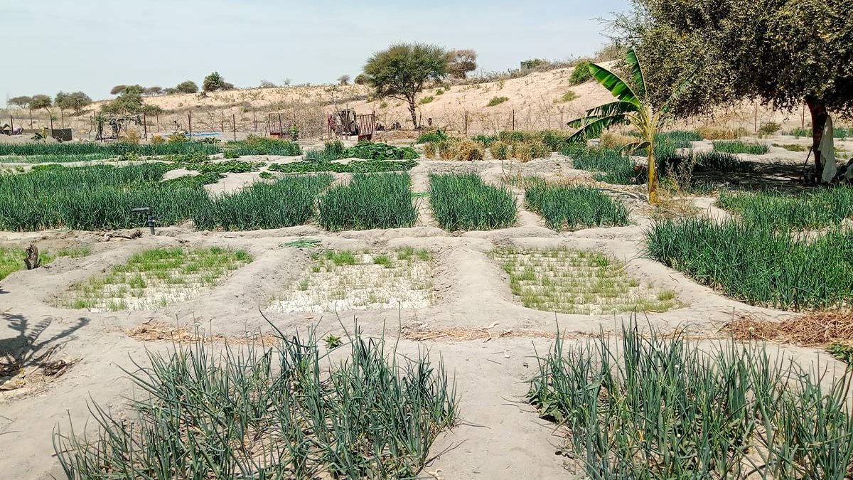 Gemüsegarten im Tschad