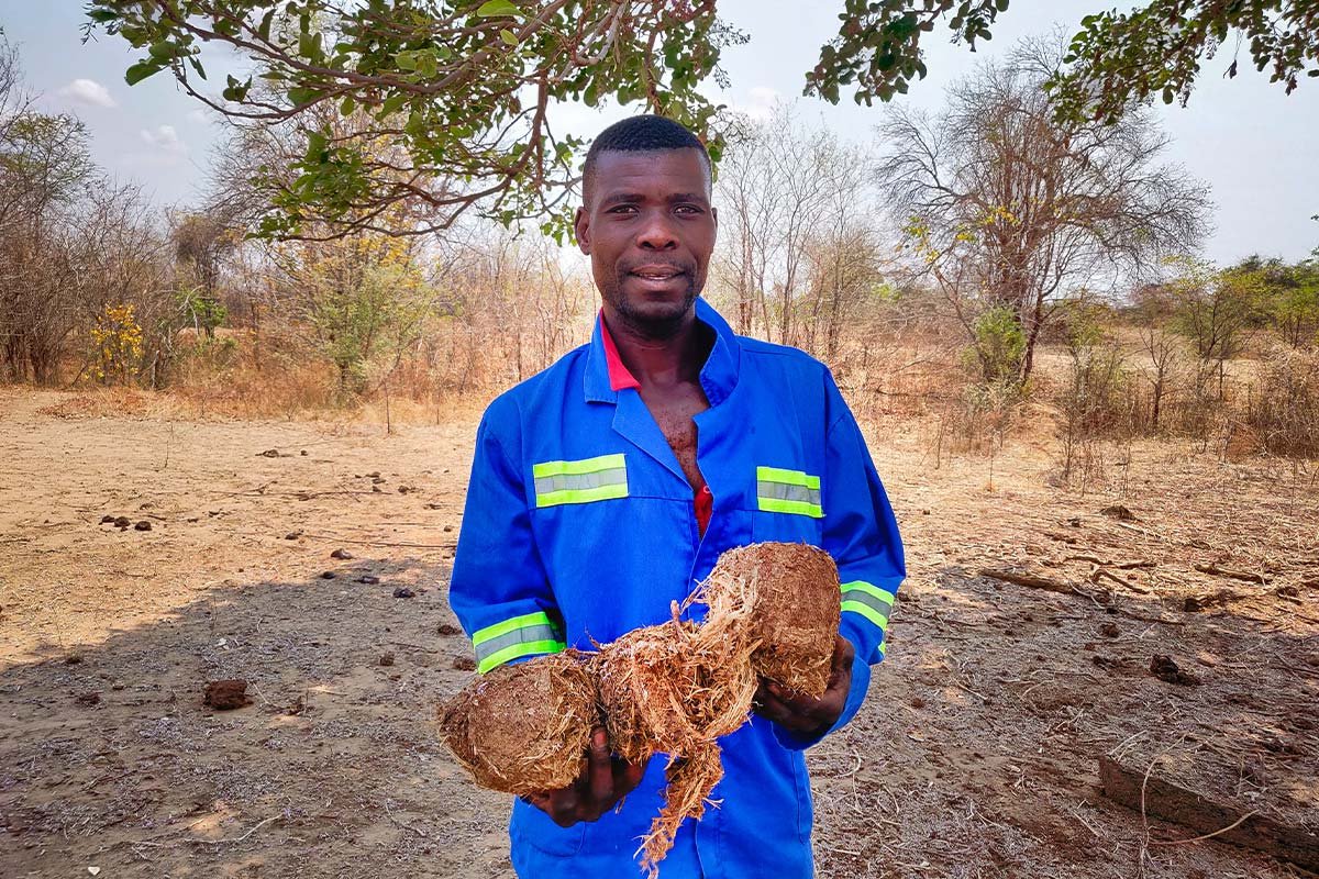 Ein Kleinbauer aus Mbire hält Elefantendung, den er auf seinem Feld fand