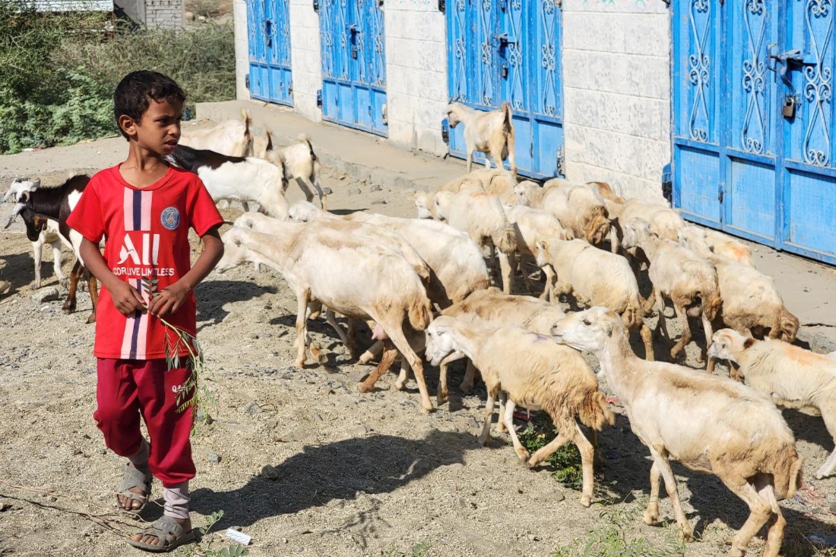 Ein jemenitischer Junge steht vor einer Herde Ziegen