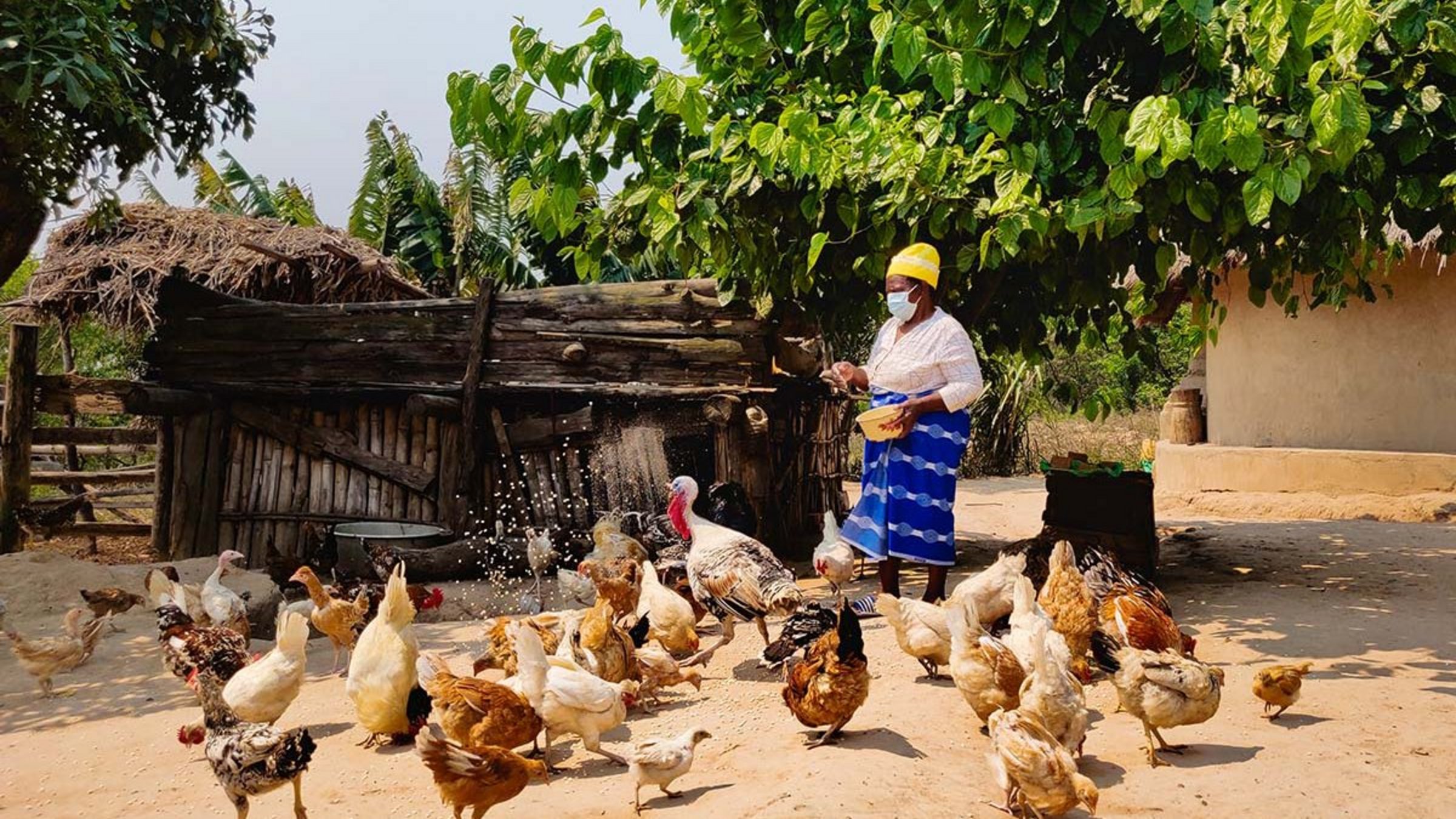 Frau Sithole aus Chipinge füttert ihre Hühner.