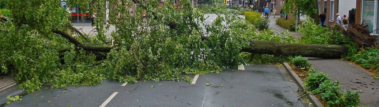 Umgestürzter Baum infolge eines Orkans