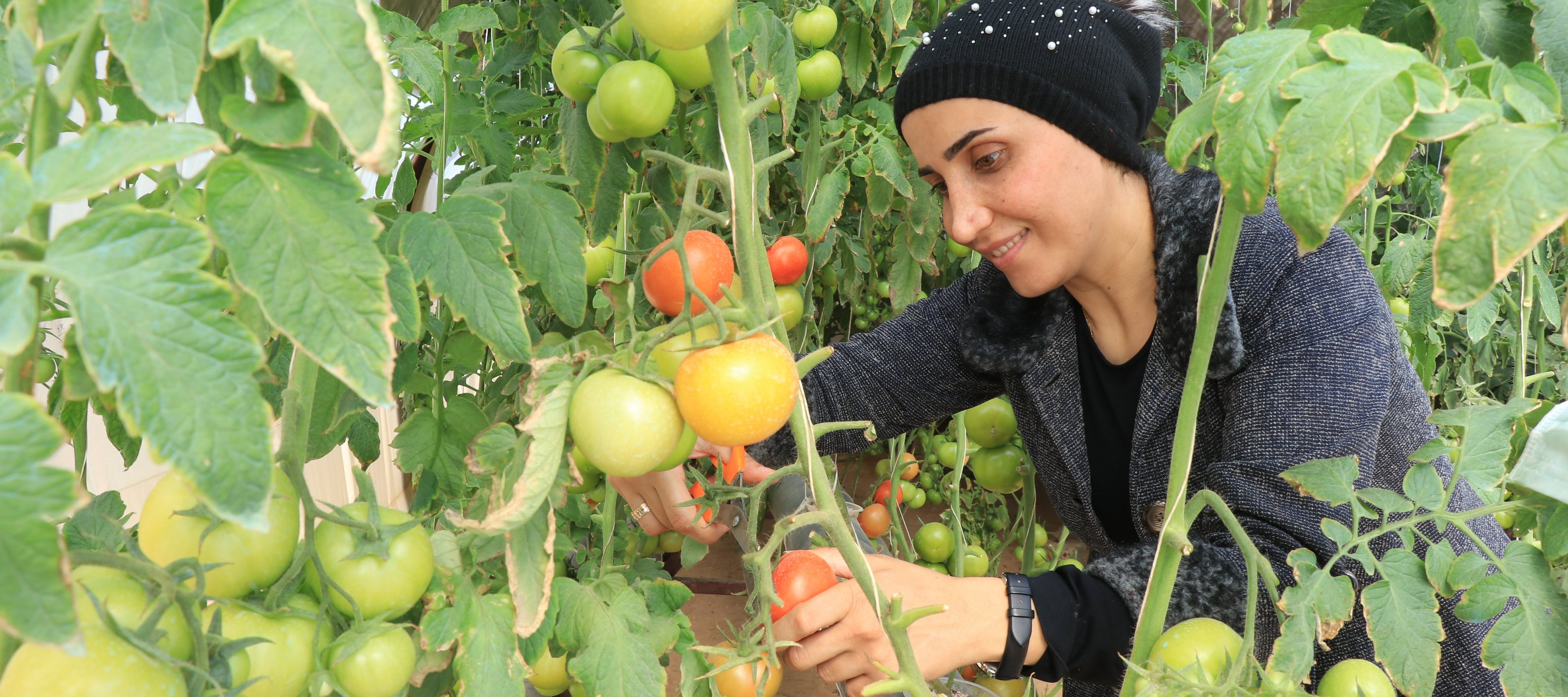 Kleinbäuerin aus Syrien erntet Tomaten