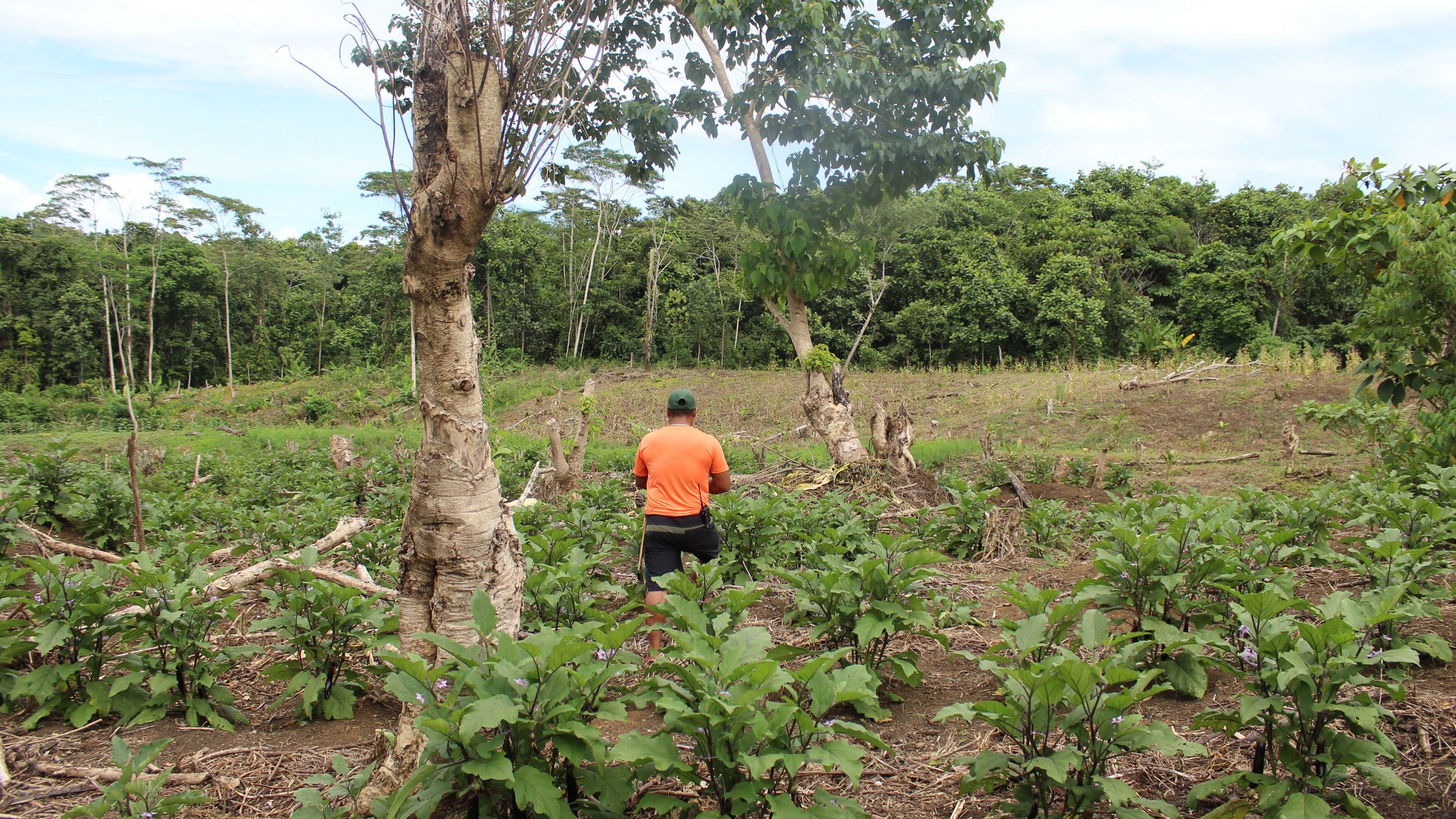 Agriculture in the Kasapa community