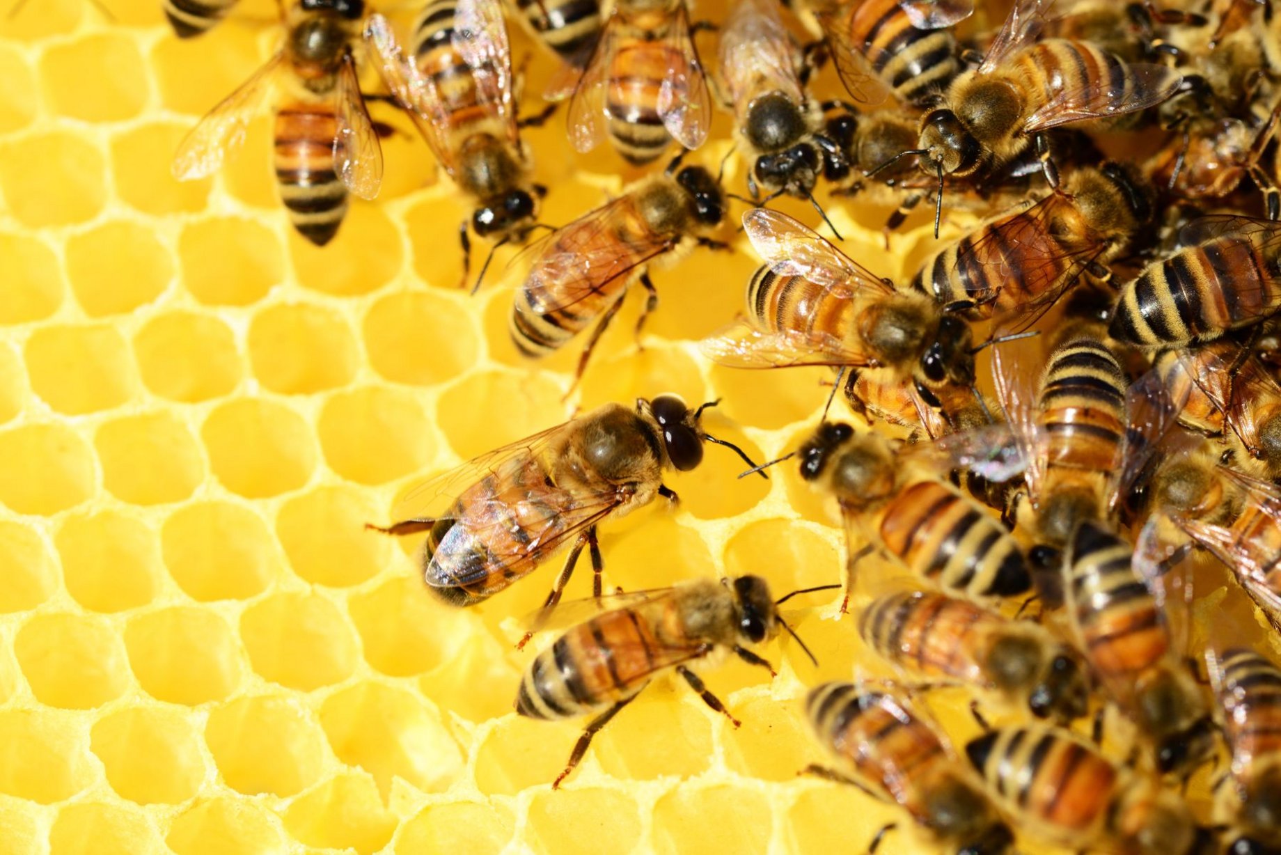 Spenden verschenken: Bienen
