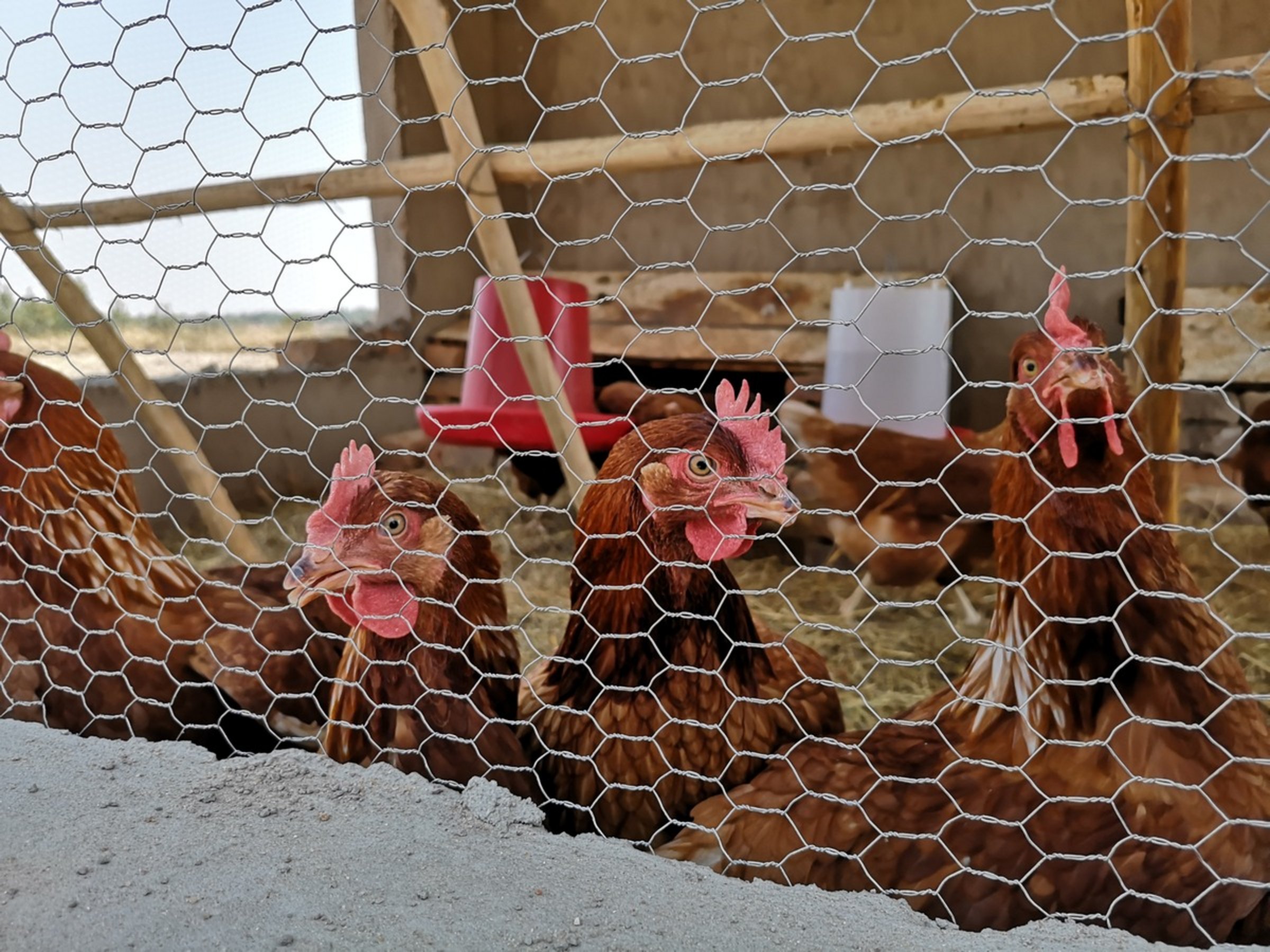 Hühnerzucht in Simbabwe