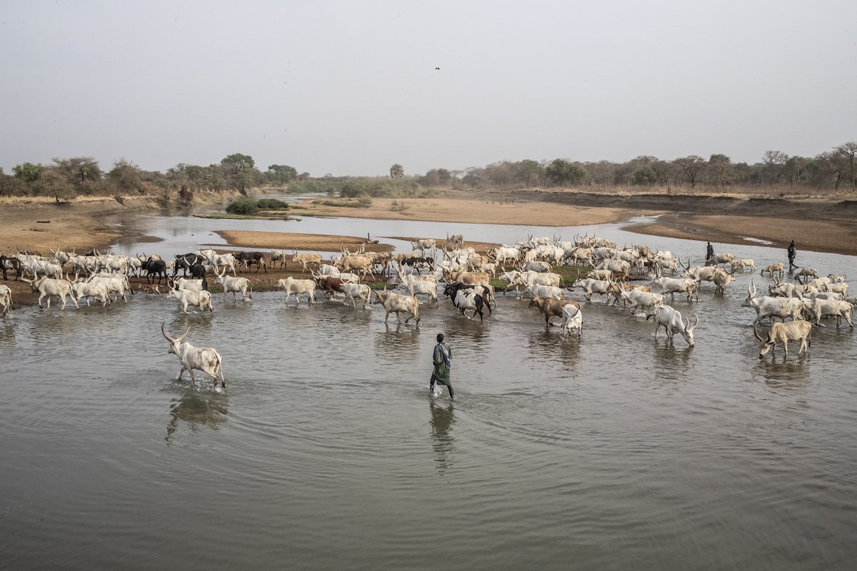 Rinder-Herde im Südsudan