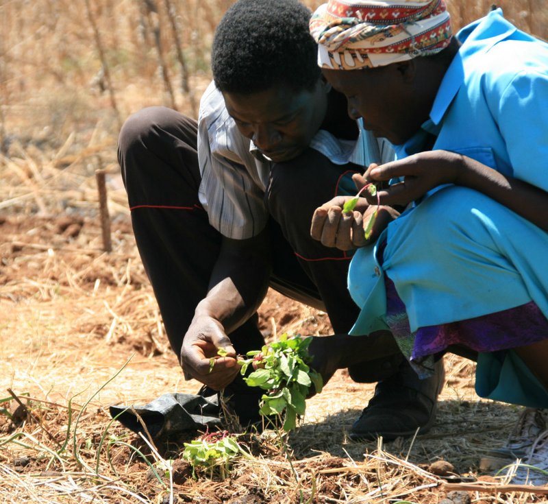 Kleinbauern bei der Landwirtschaft in Simbabwe