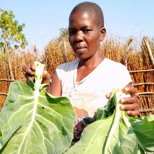 Spenden Simbabwe: Erfolgreiche Ernte