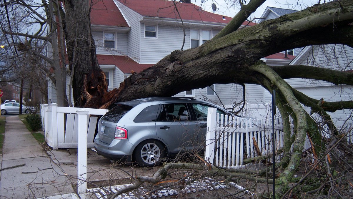 Umgestürzter Baum infolge eines Tornados