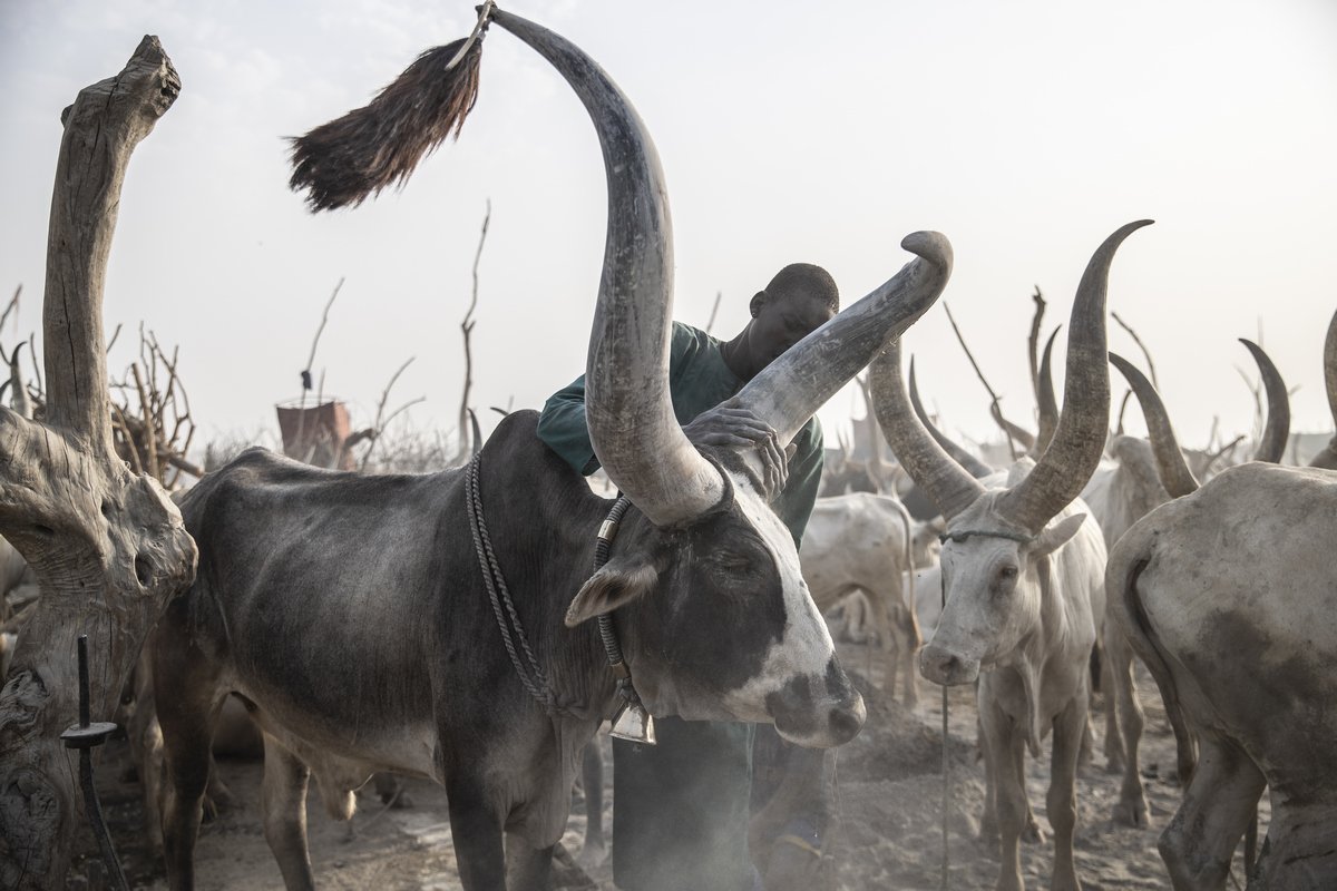 Vieh-Herden im Südsudan