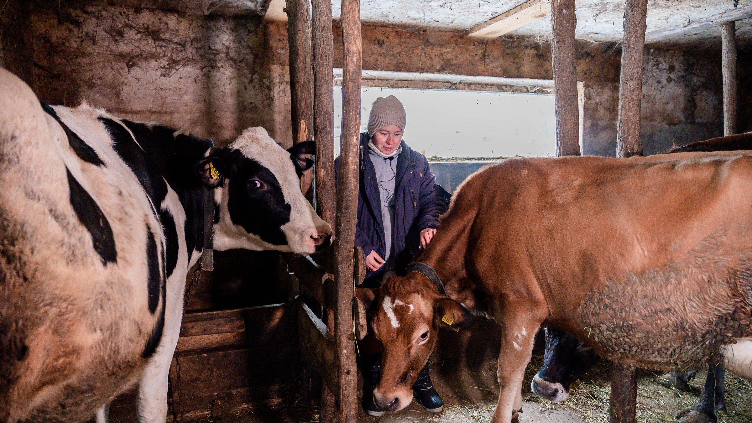 Farmer Natalia with her cattle