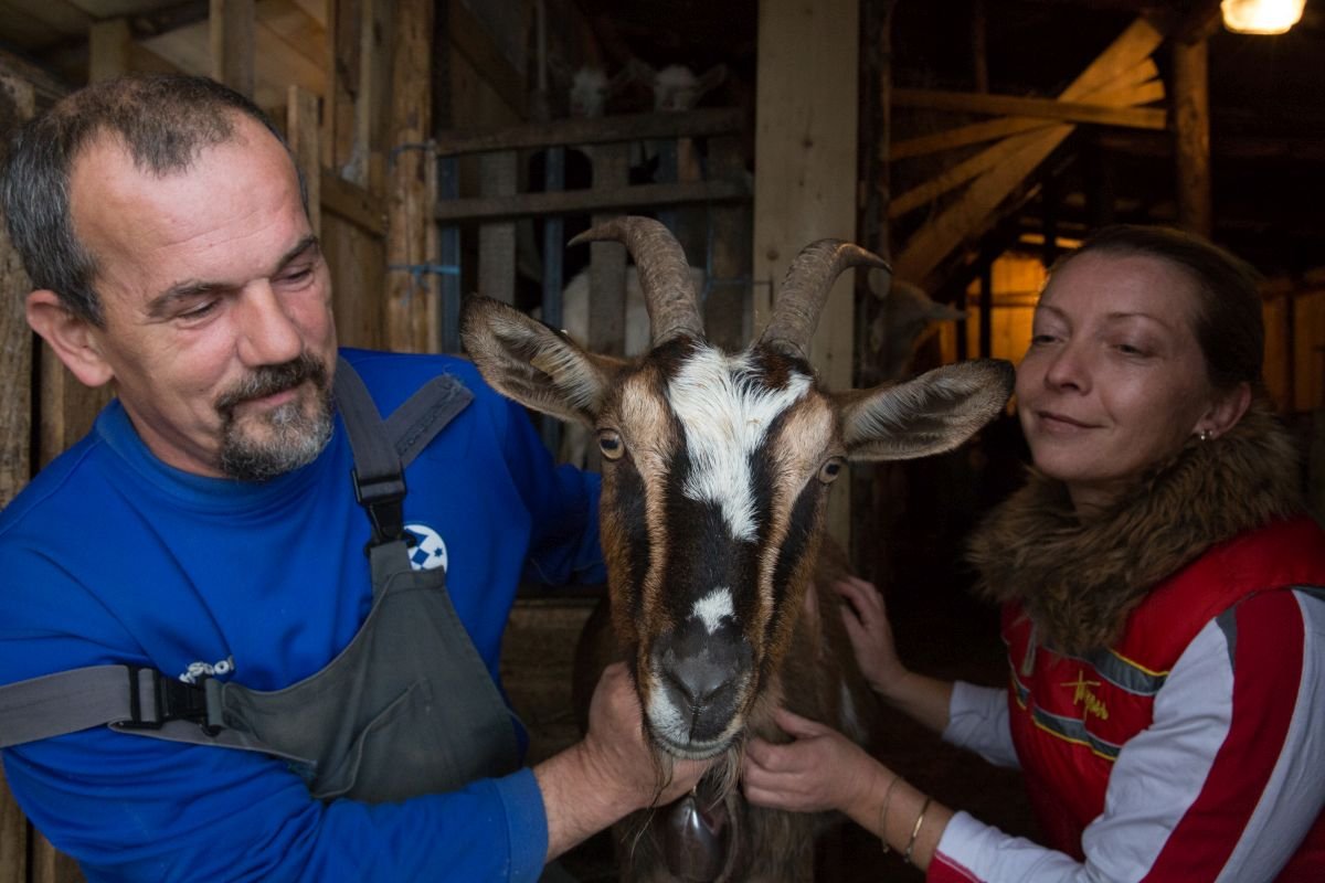 Spenden verschenken: Ziege in Bosnien