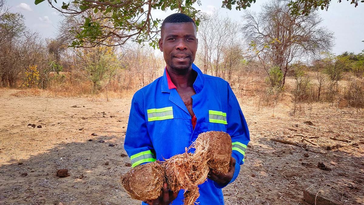 Ein Kleinbauer aus Mbire hält Elefantendung, den er auf seinem Feld fand