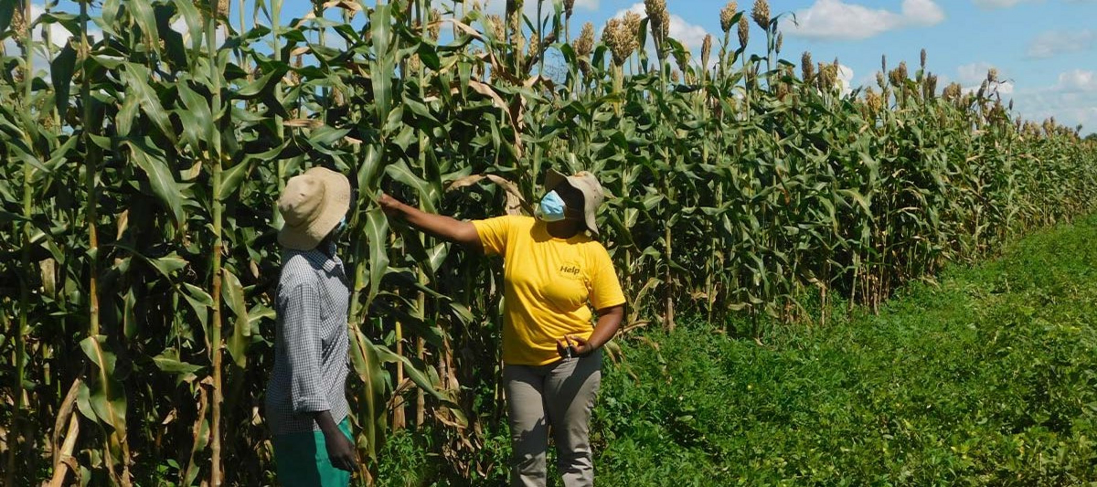 Spenden Simbabwe: Landwirtschaft fördern