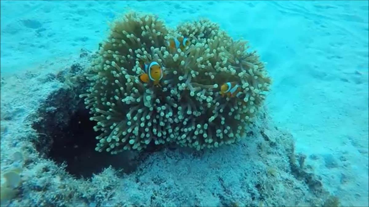 Philippinen: Koralle hat das künstliche Riff besiedelt 