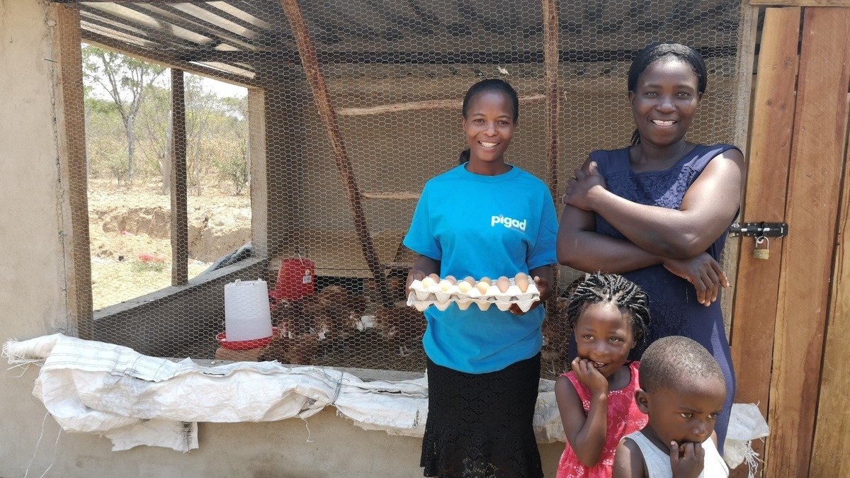 Hühnerzucht in Simbabwe