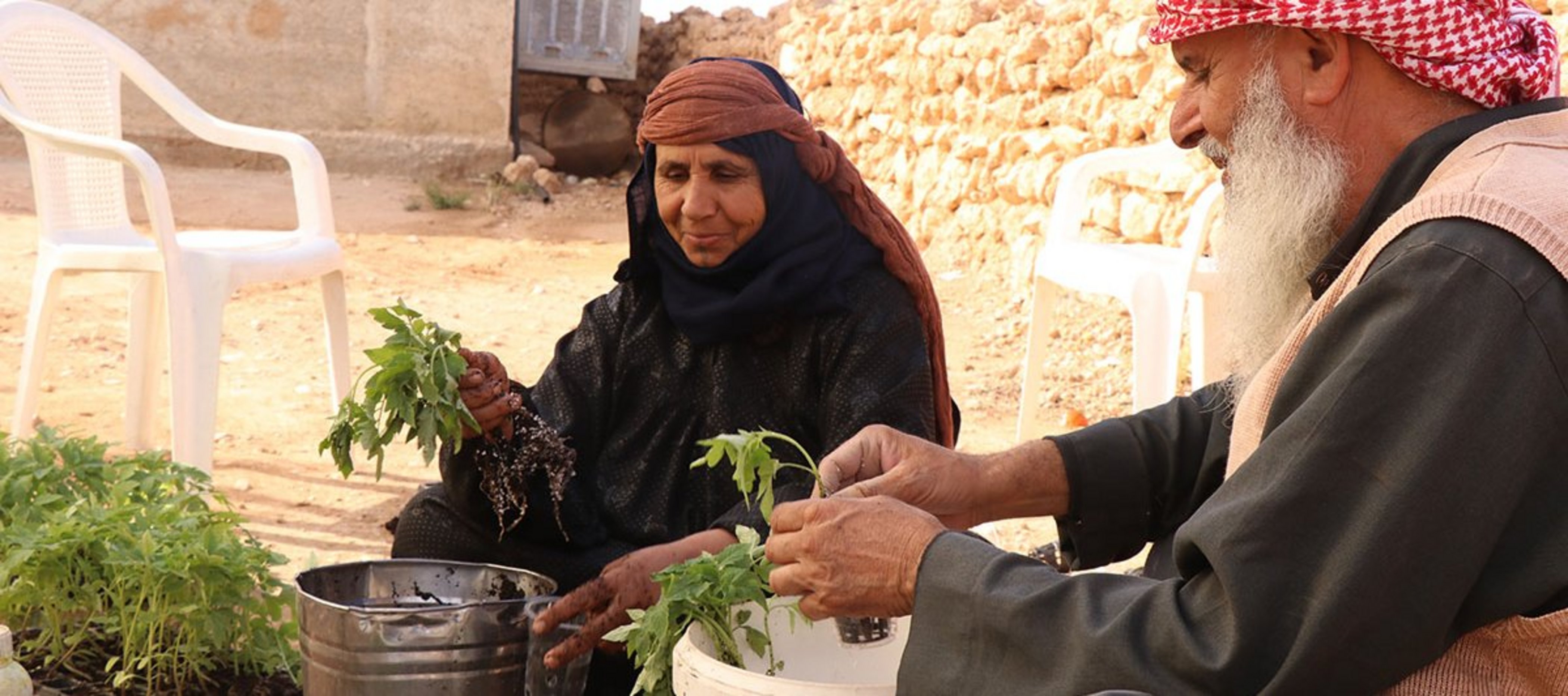 Ein älteres Paar in Syrien bereitet junge Pflanzen für die Installation in einer Hydroponik-Anlage vor