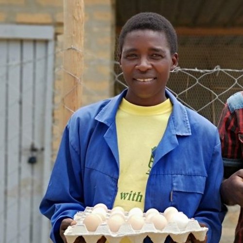 Eierproduktion in Simbabwe