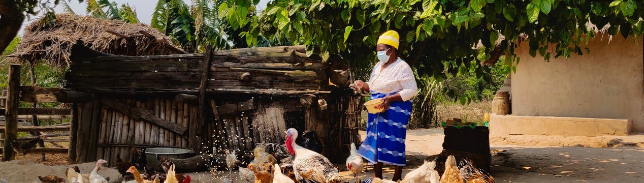 Kleinbäuerin in Simbabwe füttert Hühner