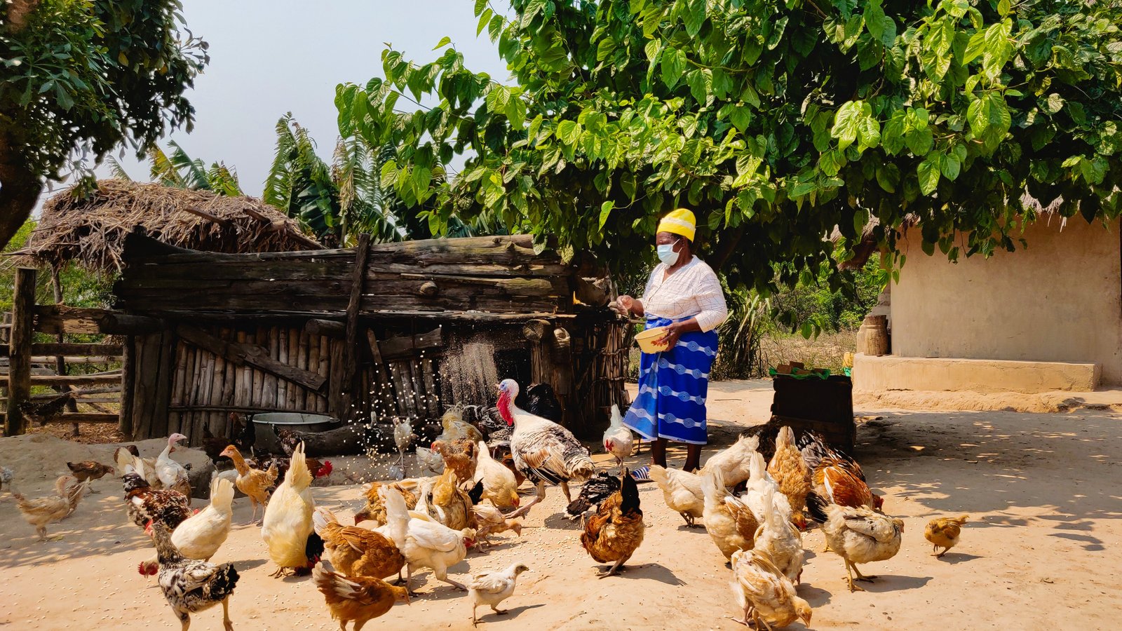 Kleinbäuerin in Simbabwe füttert Hühner