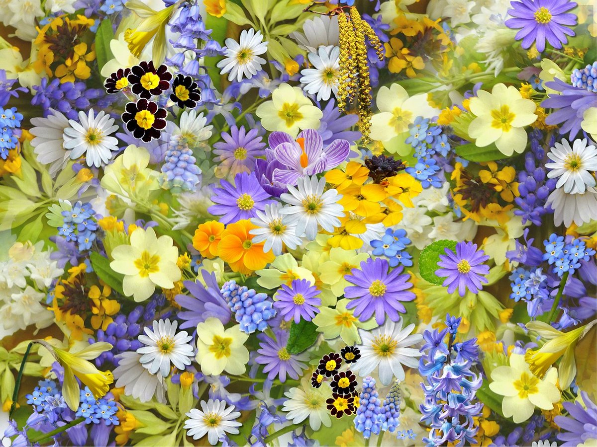 Bienenfreundliche Blumen 