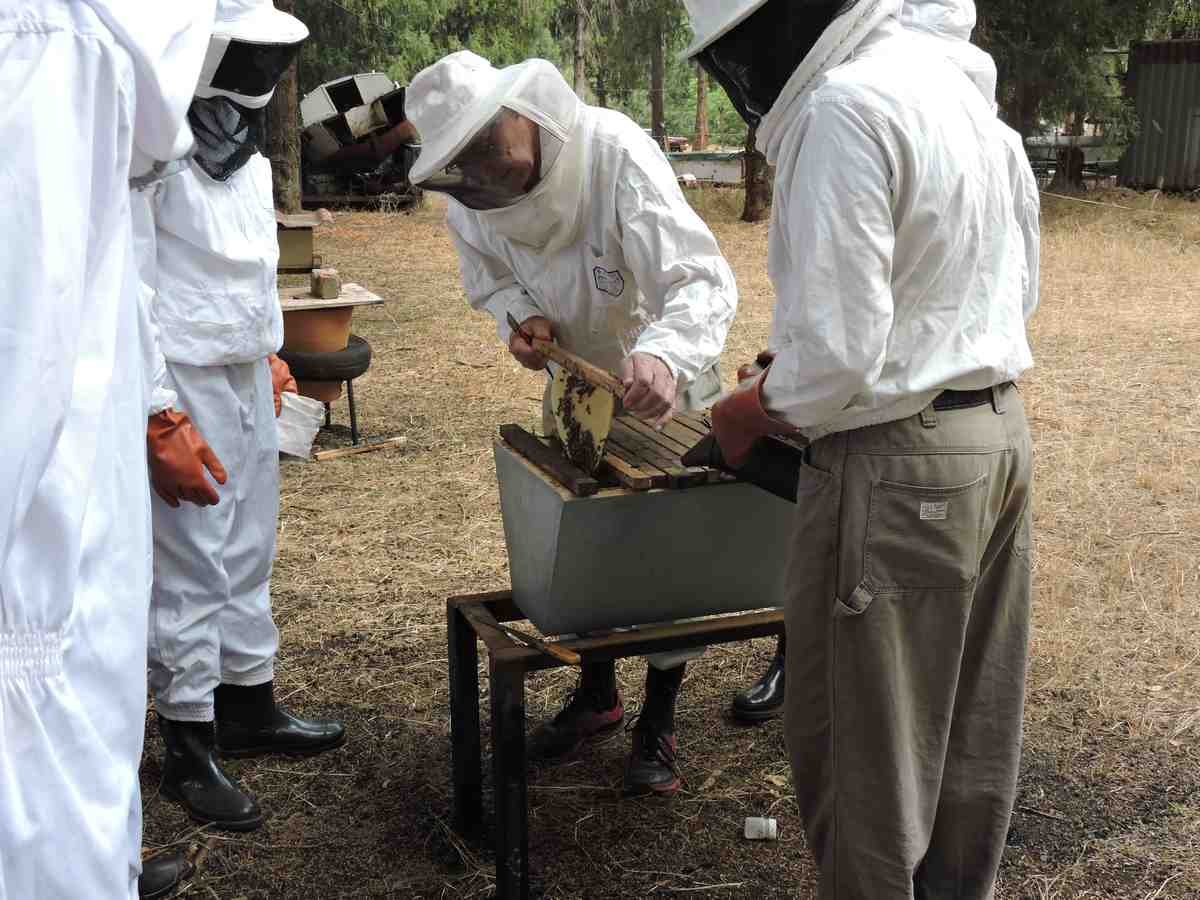 Leerung des Bienenstocks