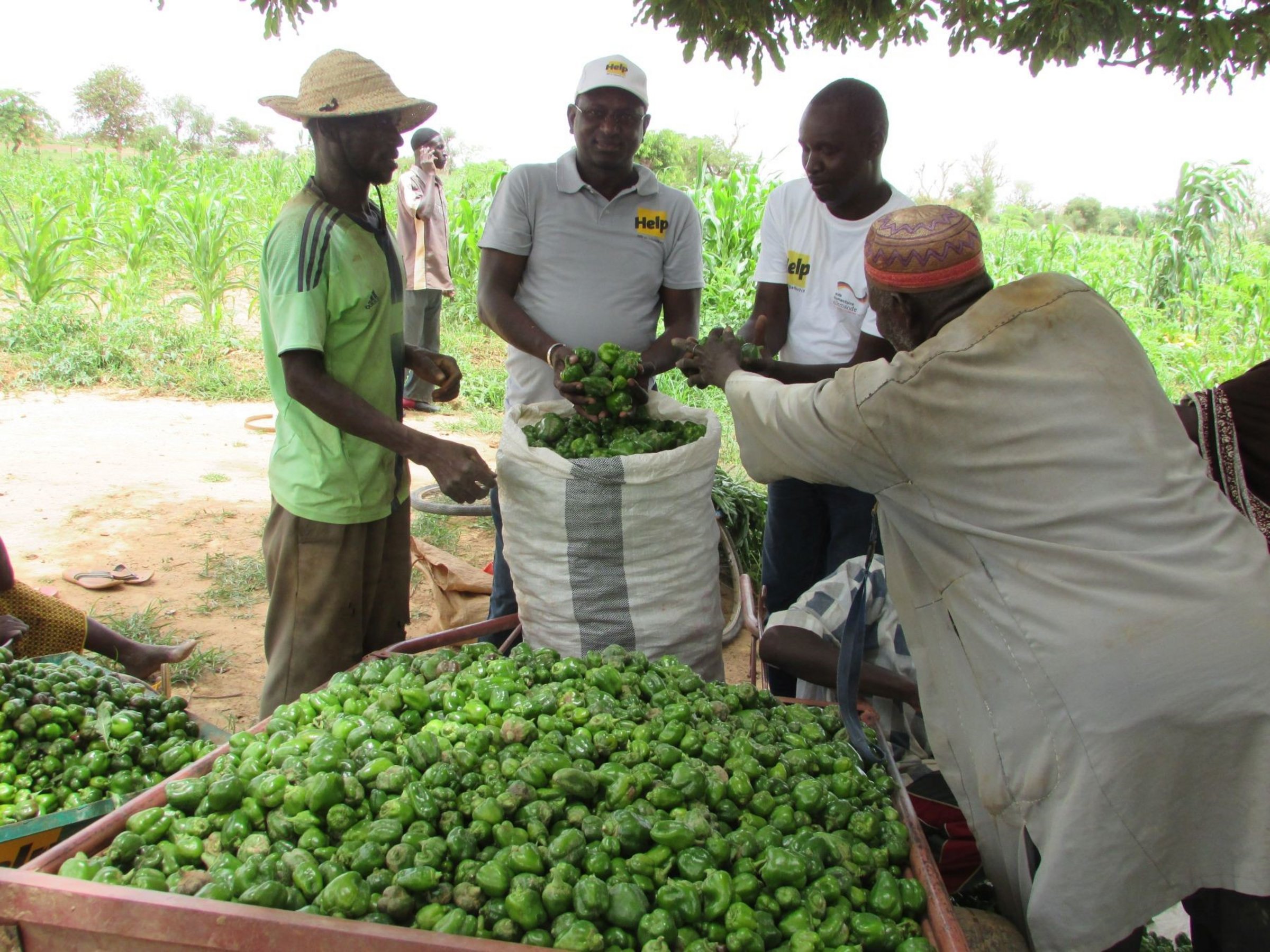 Ertragreiche Ernten sichern die Lebensgrundlage in Burkina Faso